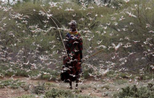 A woman from the Turkana tribe walks through a swarm of desert locusts at the village of Lorengippi 