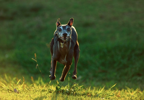 italian greyhound