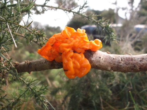 Yellow brain fungus (Tremella mesenterica). Edible, but I don’t think I’ll be tasting it