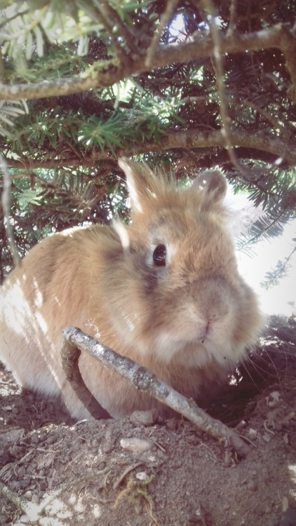 My bunny Teddie 