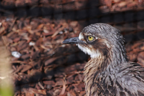 birdography:FUN FACT: Australian birds are generally goofy.