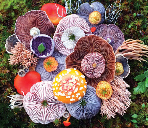 karlprojectorinski:voiceofnature:Mushroom landart by Jill BlissThey are just so pretty!