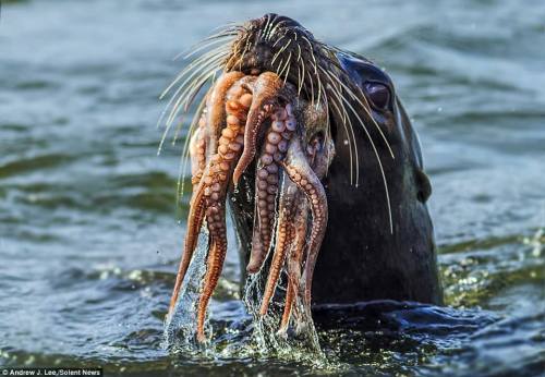 sofiabiologista: I bet you’ve never seen a sea lion wrestle an octopus before! Check out these amazi