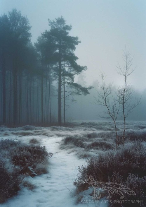 In The Heart Of Winter's Breath,Where Frosty Whispers Dance,Stands A Lone Tree, Bared And Bare,In The