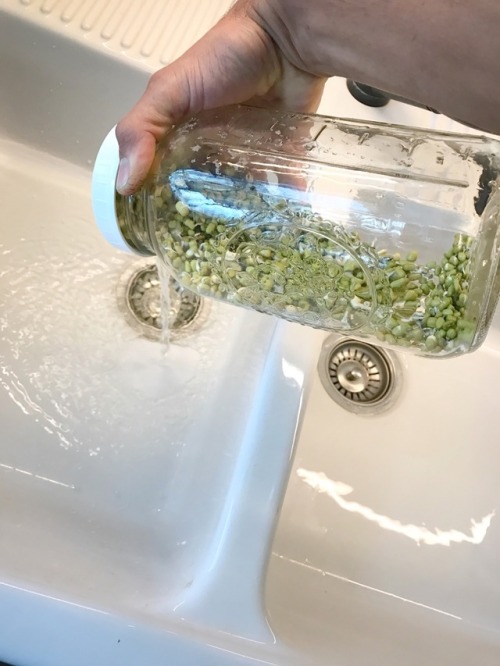 Healthy sprouts in six days.  March 14th 2017 Bringing healthy food to the table, especially for the