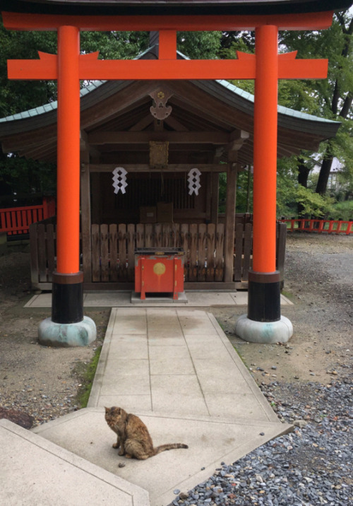 Jinja Nekophoto by kobaltA friendly little shrine cat on his morning rounds. After a few pats on the