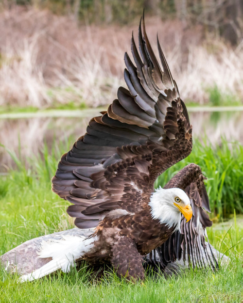 bunjywunjy: itscolossal: Bruce the Eagle Gets his 15 Minutes of Fame in a Symmetrical Glamour Shot b