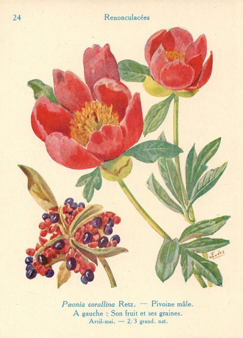 heaveninawildflower:  Botanical studies in watercolour (with the months of flowering)  by J. Eudes (1856-1938). Plate from  ‘Les Fleurs de Jardins‘ (Les Fleurs de Printemps) published by Paul Lechevalier (1929). Wikimedia 