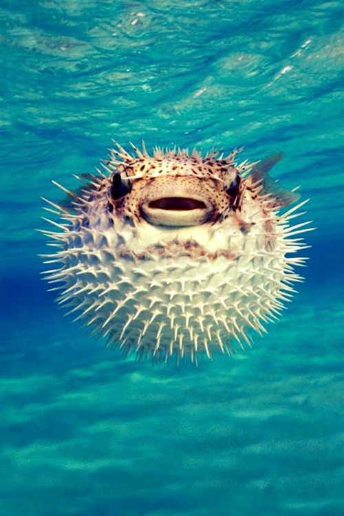 weallhaveaplace: Puff!!!