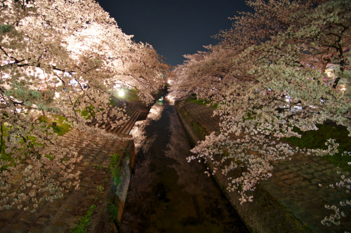 nubbsgalore:cherry blossoms over tokyo’s meguro river and chidorigafuchi moat photographed by (click