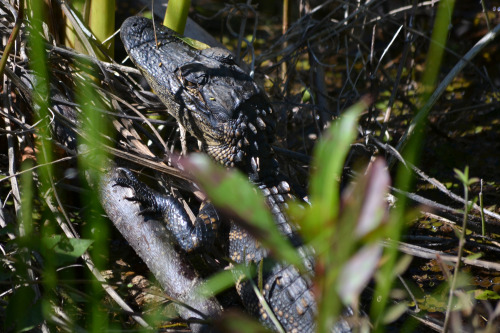 Juvenile alligator, Everglades National Park, Florida.