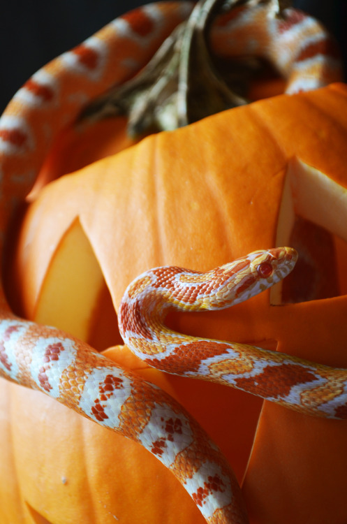 skynotion: fresh-fallen-leaves: sweater weather What a beautiful noodle