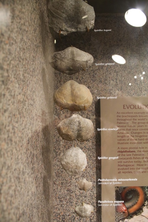 Fossilized shells on display in Benedum Hall of Geology at Carnegie Museum of Natural History in Pit