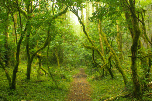 Enchanted Forest by ScenicScapes