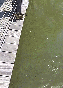tastefullyoffensive:No one left behind. [video]