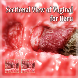 Sectional View of the vagina for Haru.  There