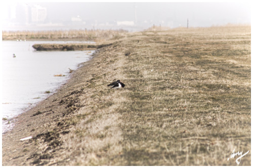 Wadden Sea near #Bremerhaven follow me on facebook