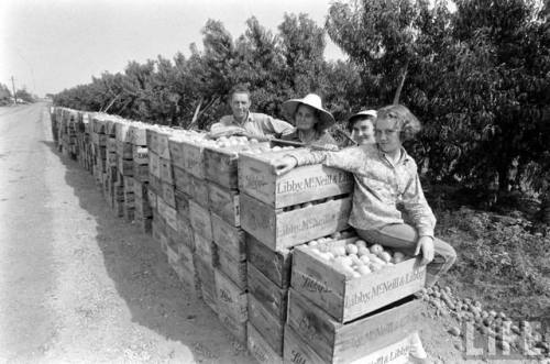 Migrant farm workers(Michael Rougier. 1959)