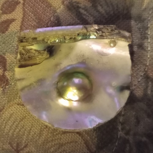 Abalone