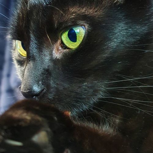 Baby#cat #blackcat #esbath #mybaby (presso Ponzano, Veneto, Italy) https://www.instagram.com/p/CAA