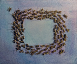  Michael Snow Bees Behaving on Blue, 1979