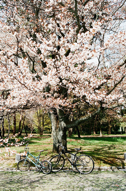 ileftmyheartintokyo:  京都御苑盛開的櫻花。 by SilverYang on Flickr. 