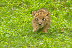 bigcatkingdom:  (via 500px / Predator in