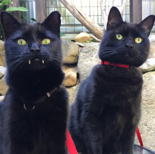 catsbeaversandducks:These Cute Vampurrs Want To Wish You A Happy Halloween“And we also want to suck your blood!”Photos by Monk And Bean