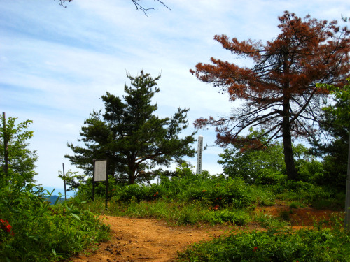 大師山（だいしやま、Mt.Daishi）標高550.3m　勝山市20130609ヤマツツジ（木々にこのような写真入りの説明書きがつりさげられてた。）頂上付近から見た勝山市街頂上