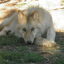 sunstarwolf