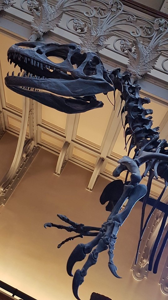 Allosaurus Skeleton - Displayed At The Musum National DHistoire Naturelle, Paris.This Is Actually A Cast
