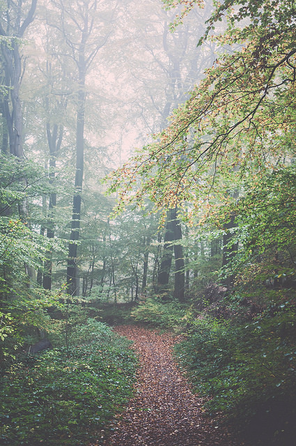 Morningwalk thru the local forest by HenrikHansen on Flickr.