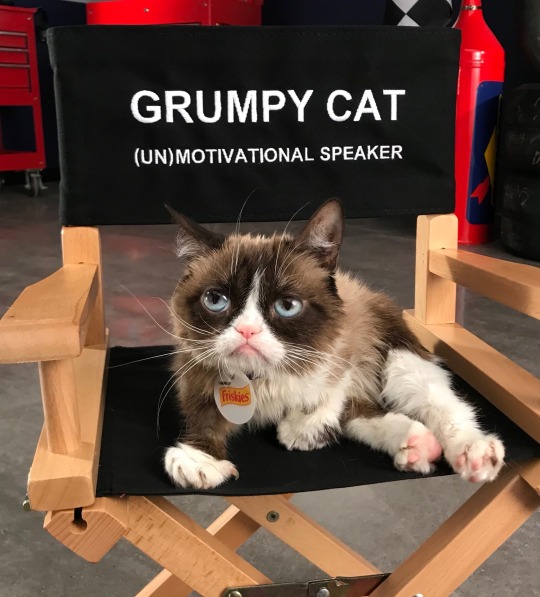 no it s not grumpy cat