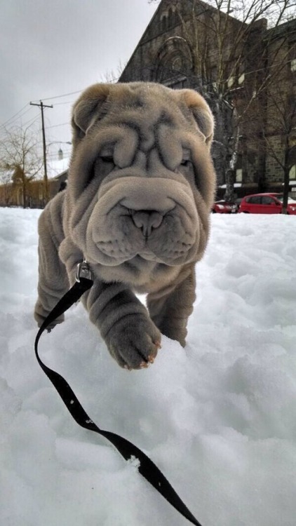 yellowsauro:  pup