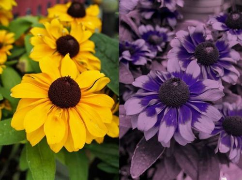 typhlonectes:Flowers Viewed in Ultra-Violet LightMany flowers appear differently under UV light, oft