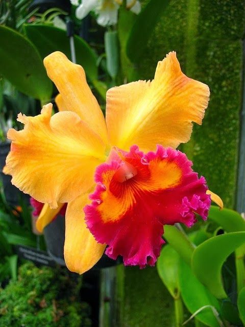 flowersgardenlove:  Exquisite Orchid Beautiful 