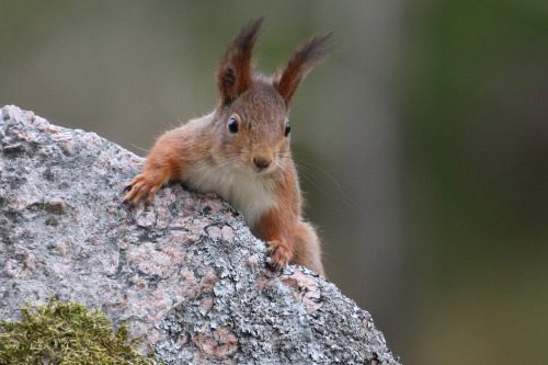 Red squirrel/ekorre. Värmland, Sweden (April 24, 2022). 