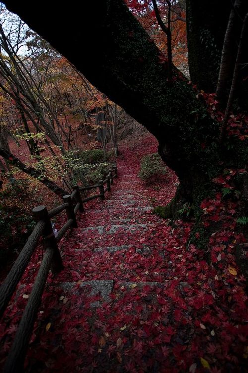 lori-rocks:Autumnal tints in Mount Kasagi park, Kyoto, Japan