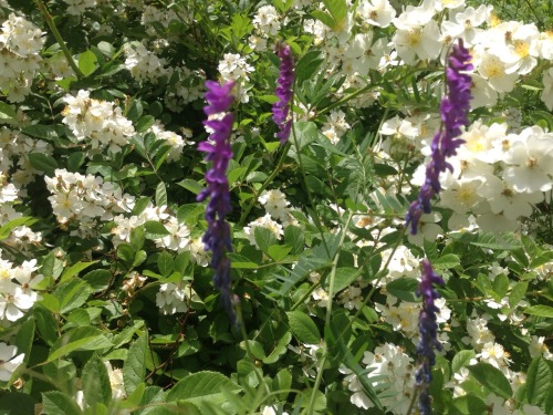 Purple flowers that are on my phone