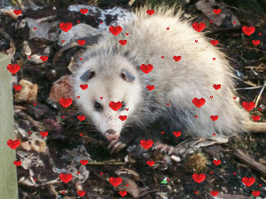 opossuminthecompost:opossum in the compost