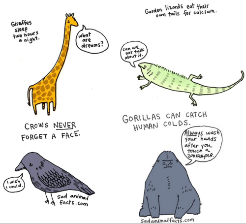 sad animal facts :’)