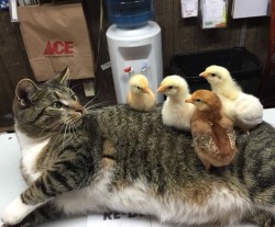 animal-factbook:  When chickens are first born, they will be imprinted to the nearest animal next to them. These chickens imprinted themselves onto this feline. The cat however, is still fairly new to this concept.