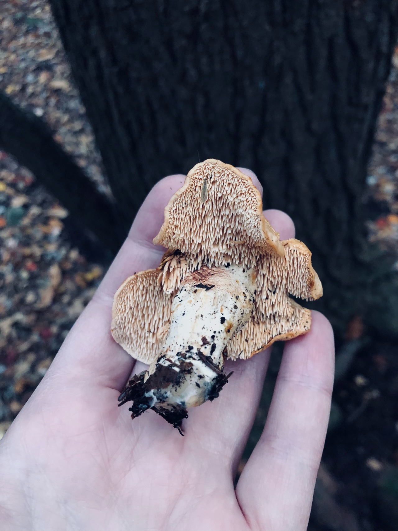 a hand palm up holds a single hedgehog showing the toothed fertile surface reminiscent of a hedgehog . a tree and leafy forest floor are visible in BG