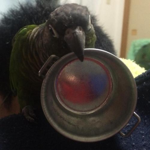 今日のくるみ Today’s Kurumi 鍋、持ってきてあげたよー！ “I brought this pan to you!”  #conure #mybird #Kurum