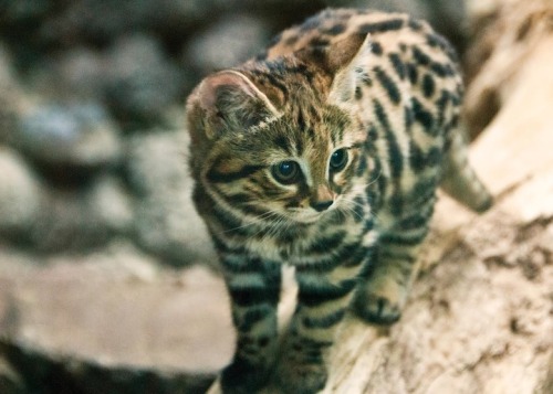 ravynfuckingfrost: mymodernmet: On April 8, 2014, Philadelphia Zoo welcomed three new little ones 