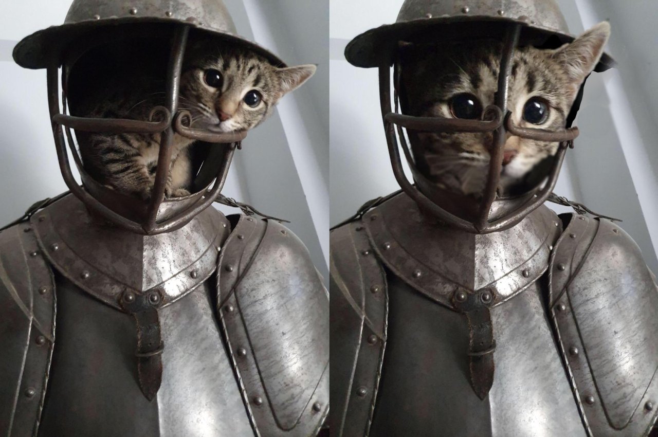 dumbassmcblyat:supermodelcats: