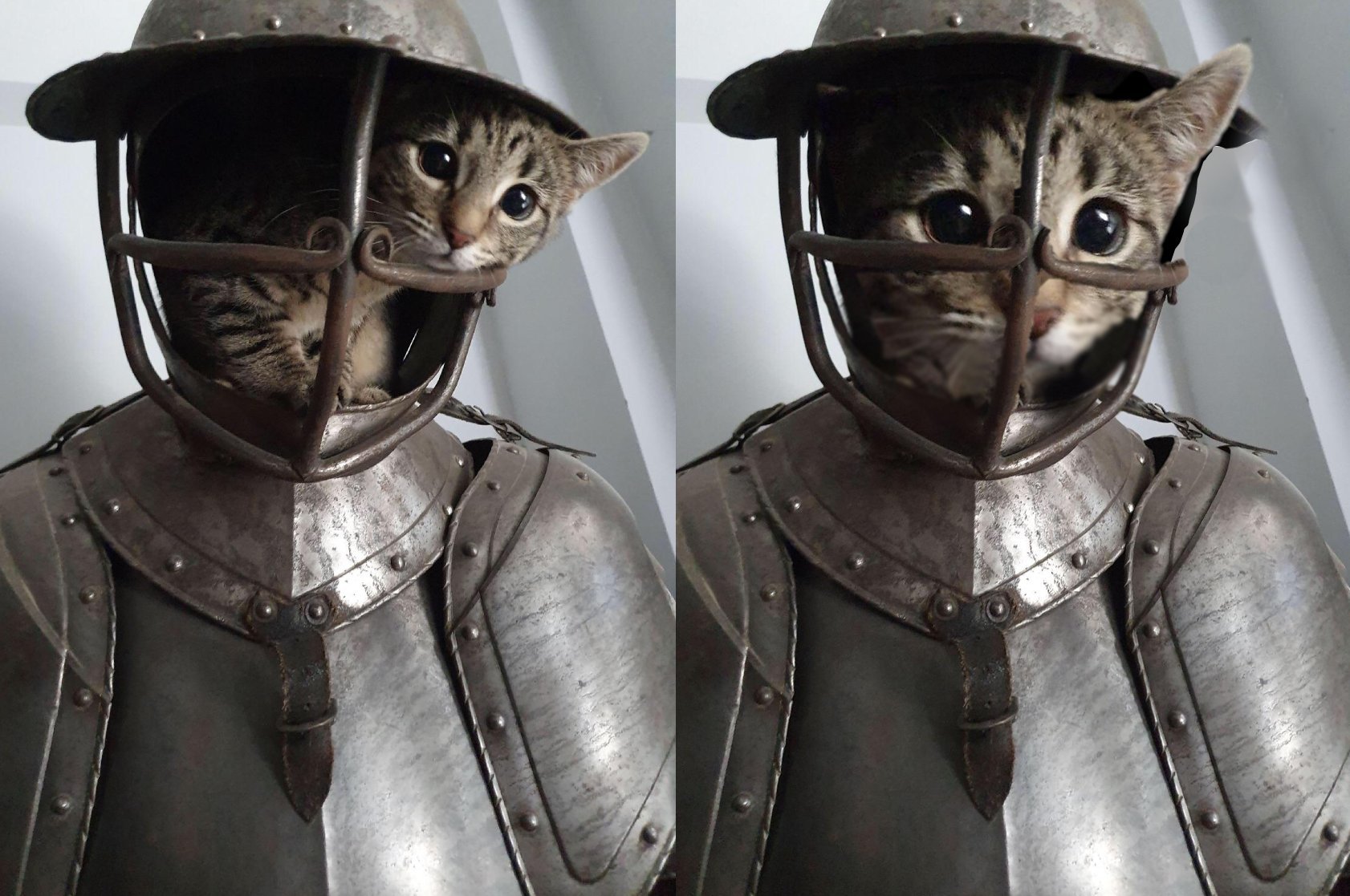 dumbassmcblyat:supermodelcats: