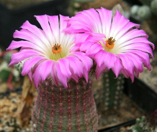 Rainbow Cactus Flower EssenceFlower Essence DescriptionRainbow Cactus is a searchlight to illumine s
