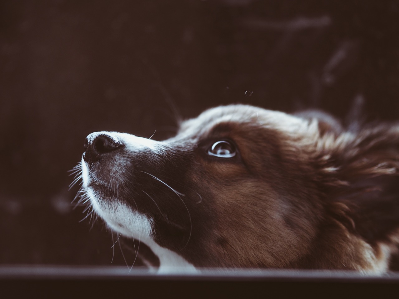 handsomedogs:   Obie / / Alexa Lindh 