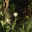 carerplant